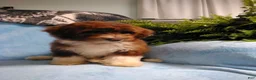 Mini Aussiedoodle dogs for sale: Dallas - Ad 1