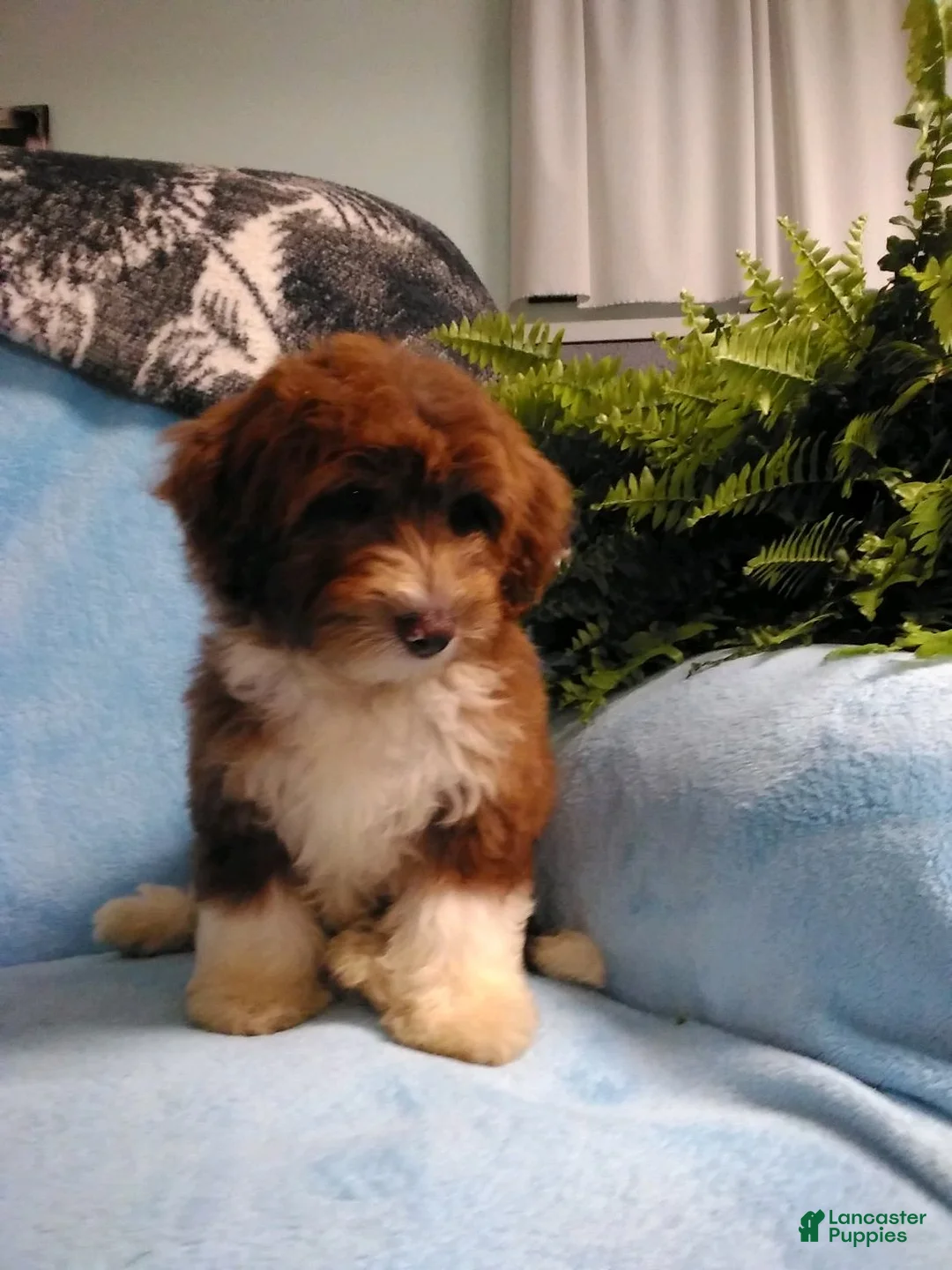 Mini Aussiedoodle dogs for sale: Dallas - Ad 1