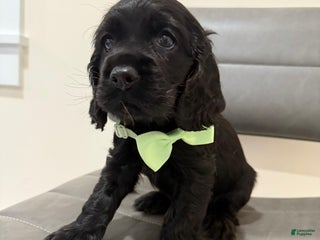 Cocker Spaniel dogs chip - Ad 21