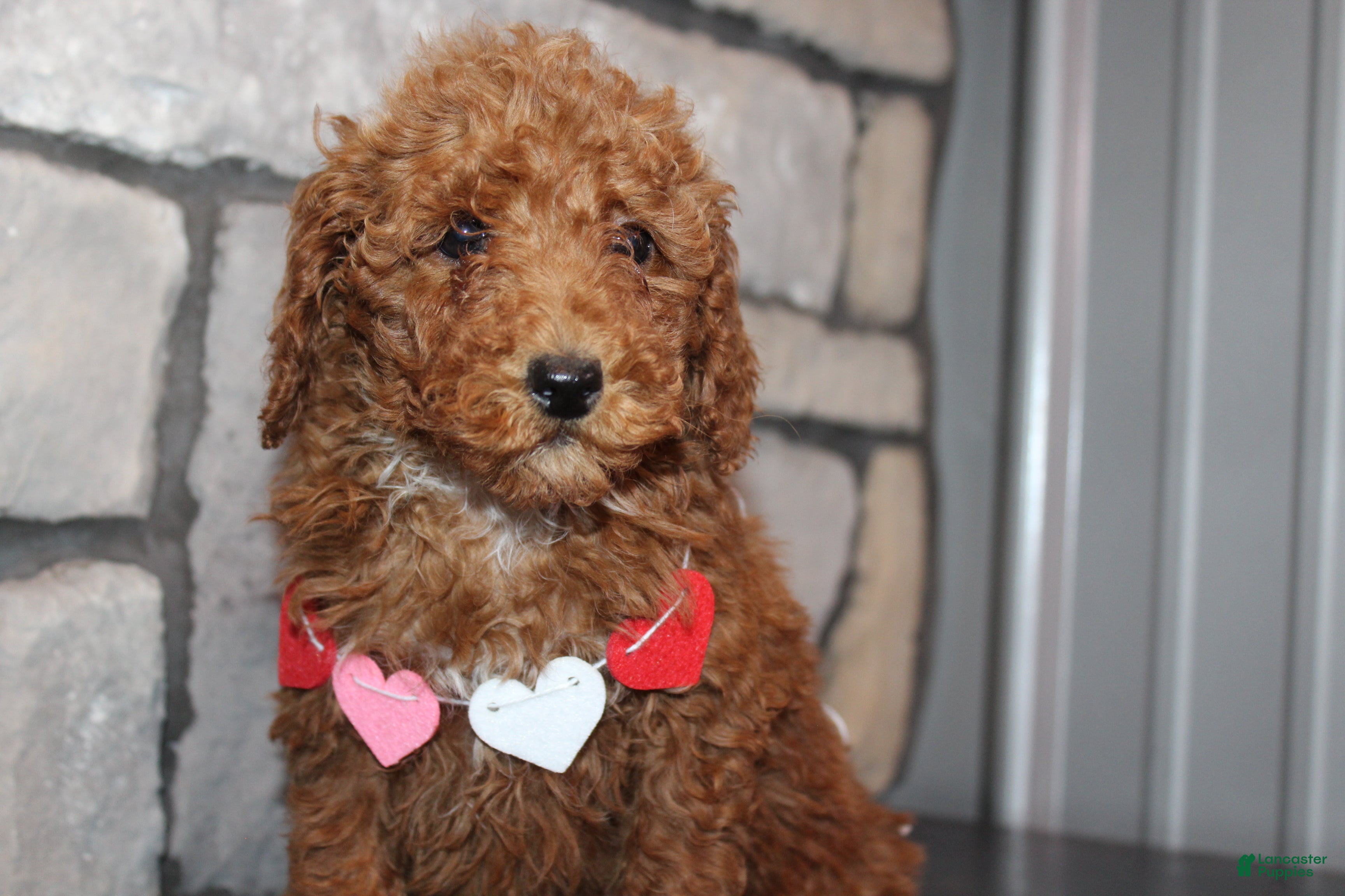Miniature Poodle dogs for sale: AKC Piper - Ad 4