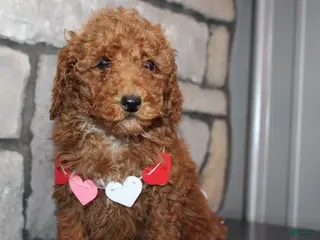 Miniature Poodle dogs for sale: AKC Piper - Ad 4