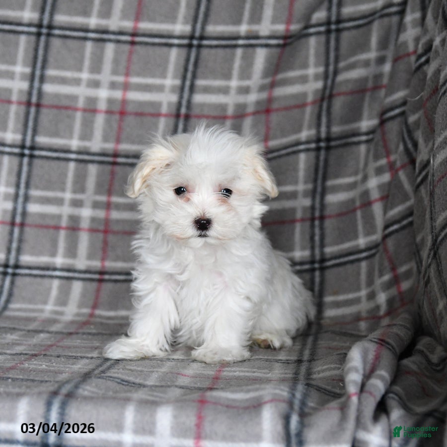 Maltese dogs Finn - Ad 1