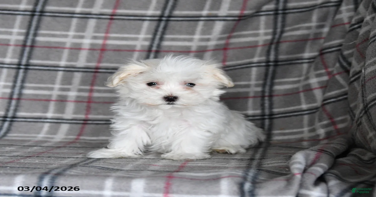 Finn Maltese for sale in Gap | Lancaster Puppies