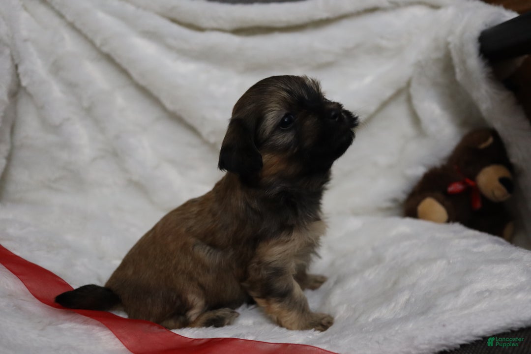 Havanese dogs for sale: Honey - Ad 3