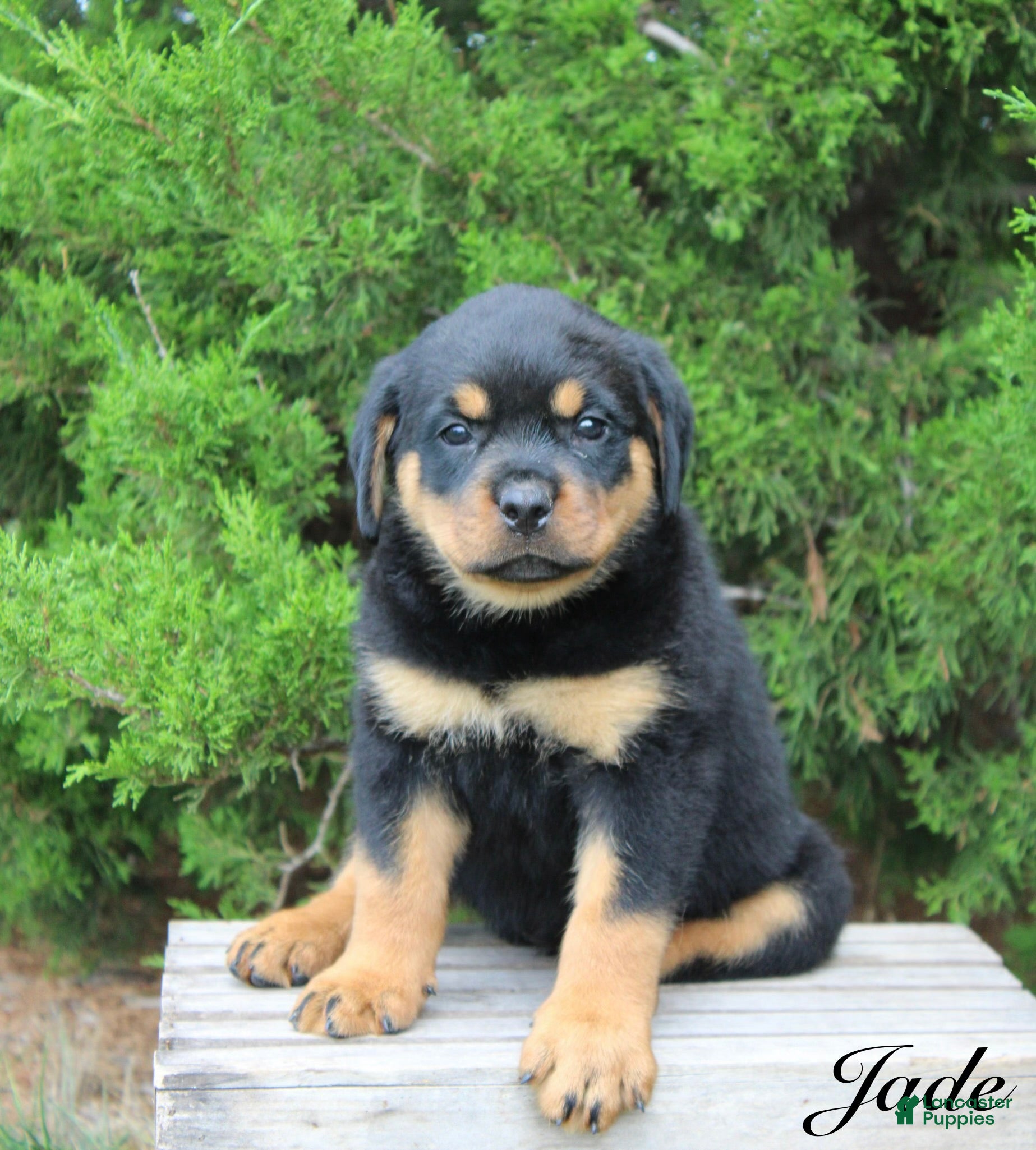Rottweiler dogs Jade - Ad 1