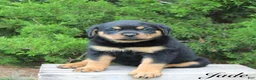 Rottweiler dogs for sale: Jade - Ad 1