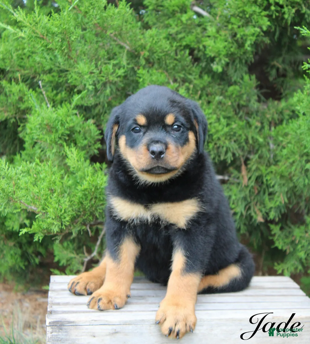 Rottweiler dogs for sale: Jade - Ad 1
