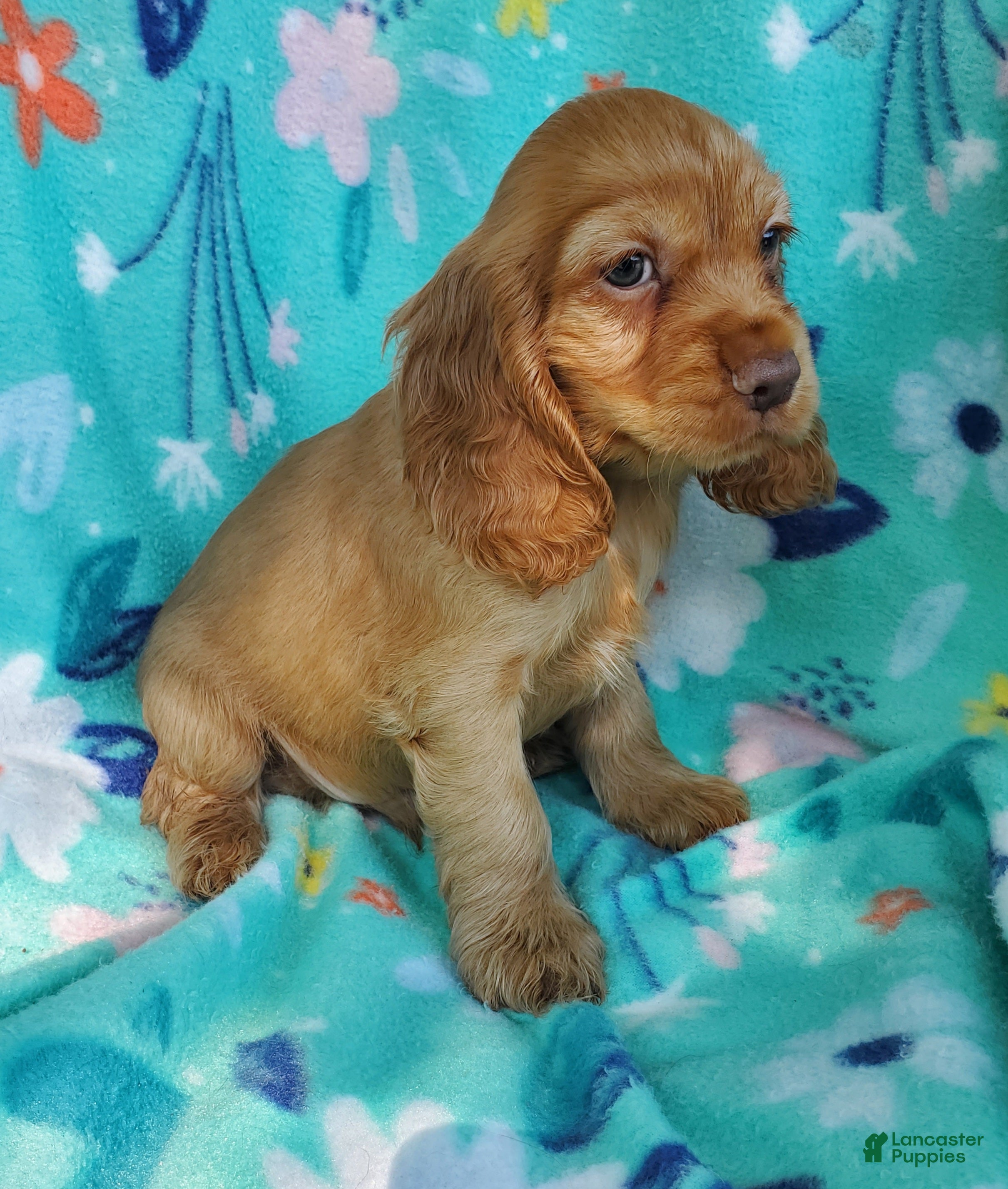 Cocker Spaniel dogs Dutton - Ad 2