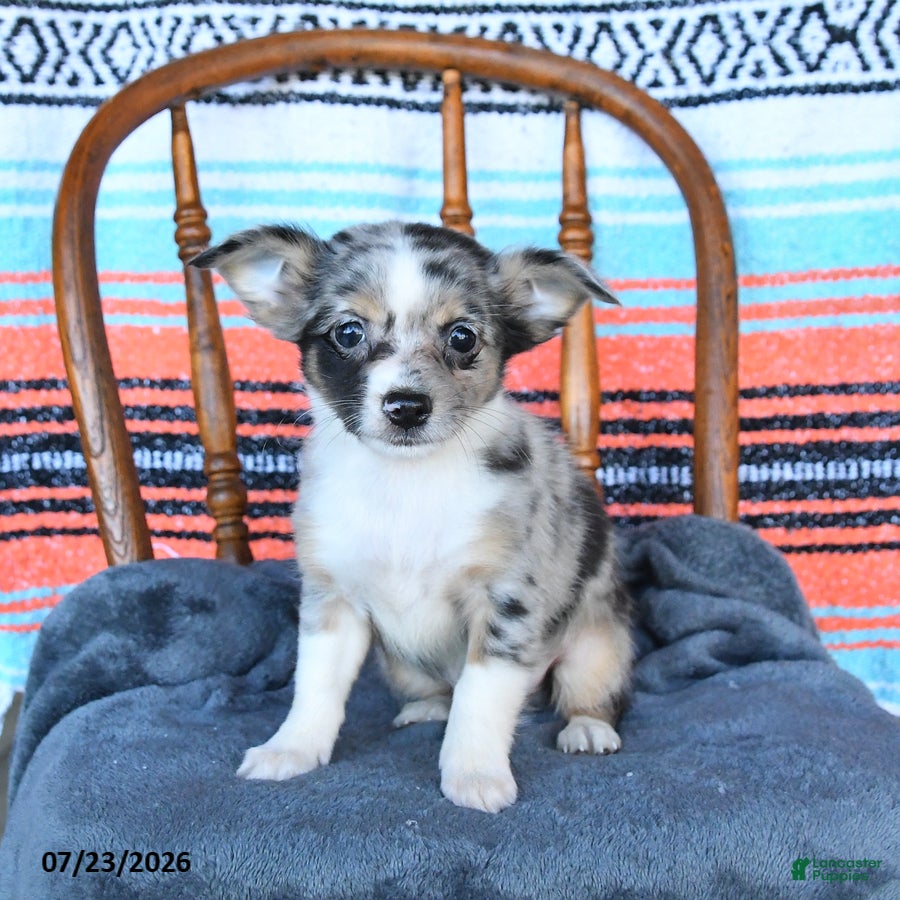 Chihuahua dogs Shadow - Ad 2