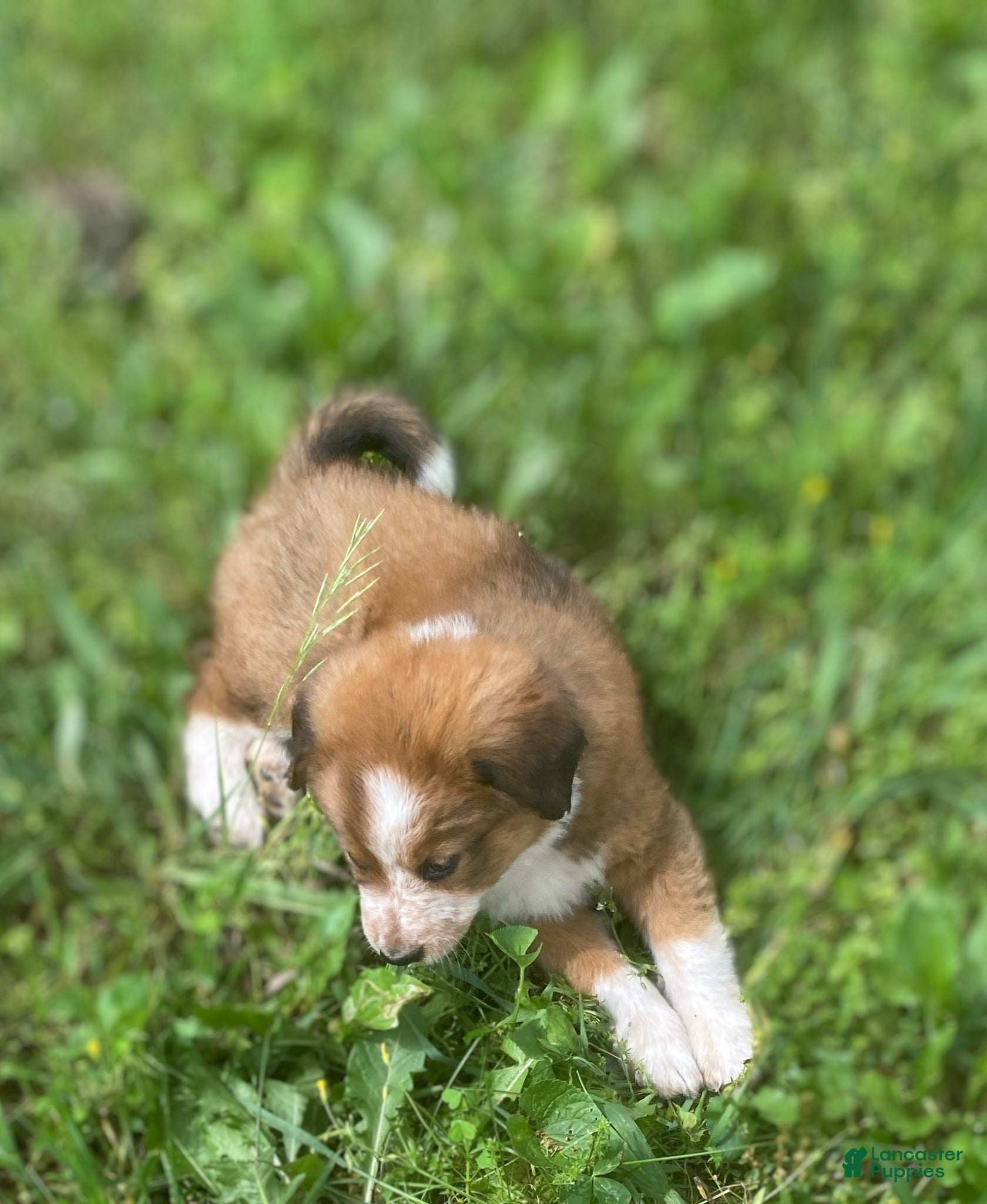Mixed Breed dogs for sale: ♥️HAPPY GIRL HEIDI♥️ - Ad 15