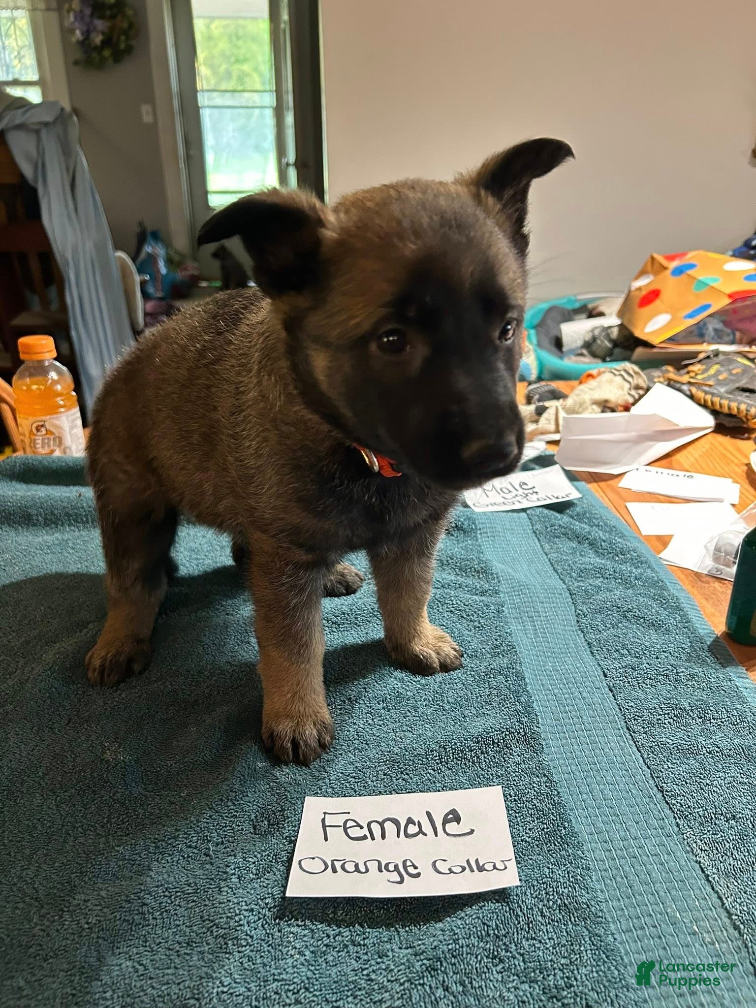 Mixed Breed dogs Mixed Breed Puppy 5 - Ad 40