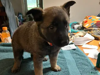 Mixed Breed dogs Mixed Breed Puppy 5 - Ad 40