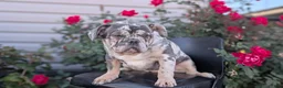 French Bulldog dogs for sale: Falcon - Ad 4