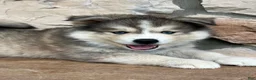 Pomsky dogs for sale: Teddy - Ad 8