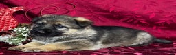 German Shepherd dogs for sale: Oakley - Ad 6