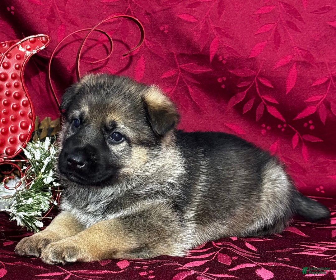 German Shepherd dogs for sale: Oakley - Ad 6