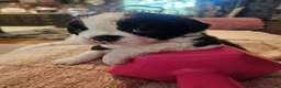 Frenchton dogs for sale: Oreo - Ad 5