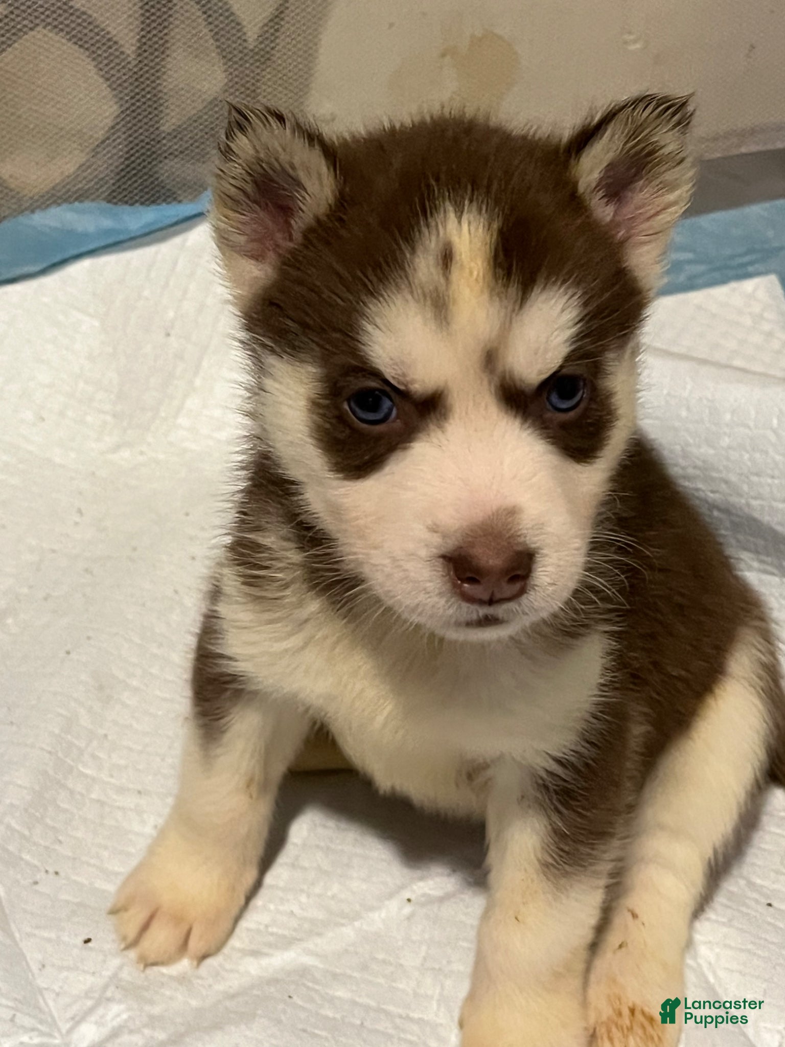 Siberian Husky dogs Siberian Husky Puppy 2 - Ad 1