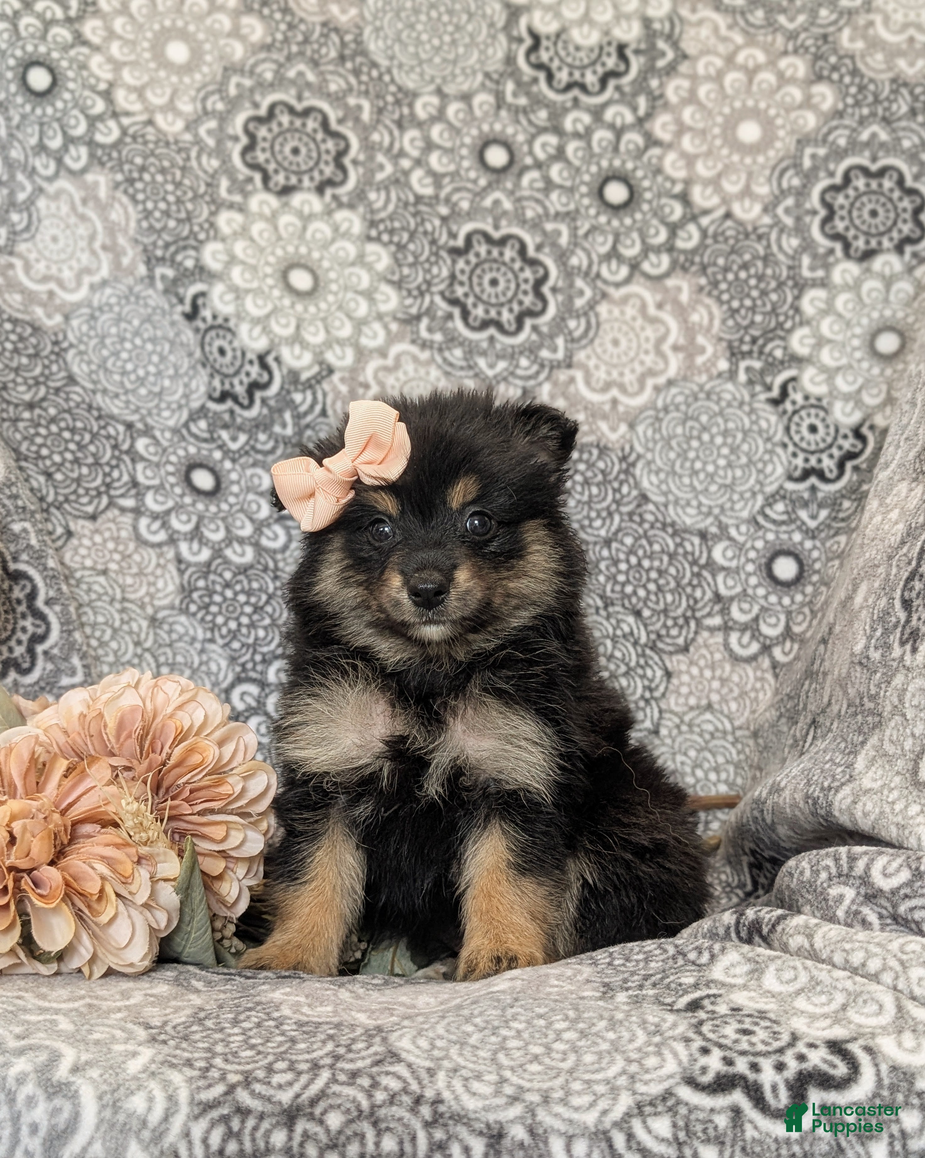Pomeranian dogs Brooke - Ad 2