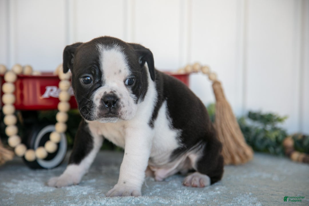 Mixed Breed dogs for sale: Troy - Ad 3