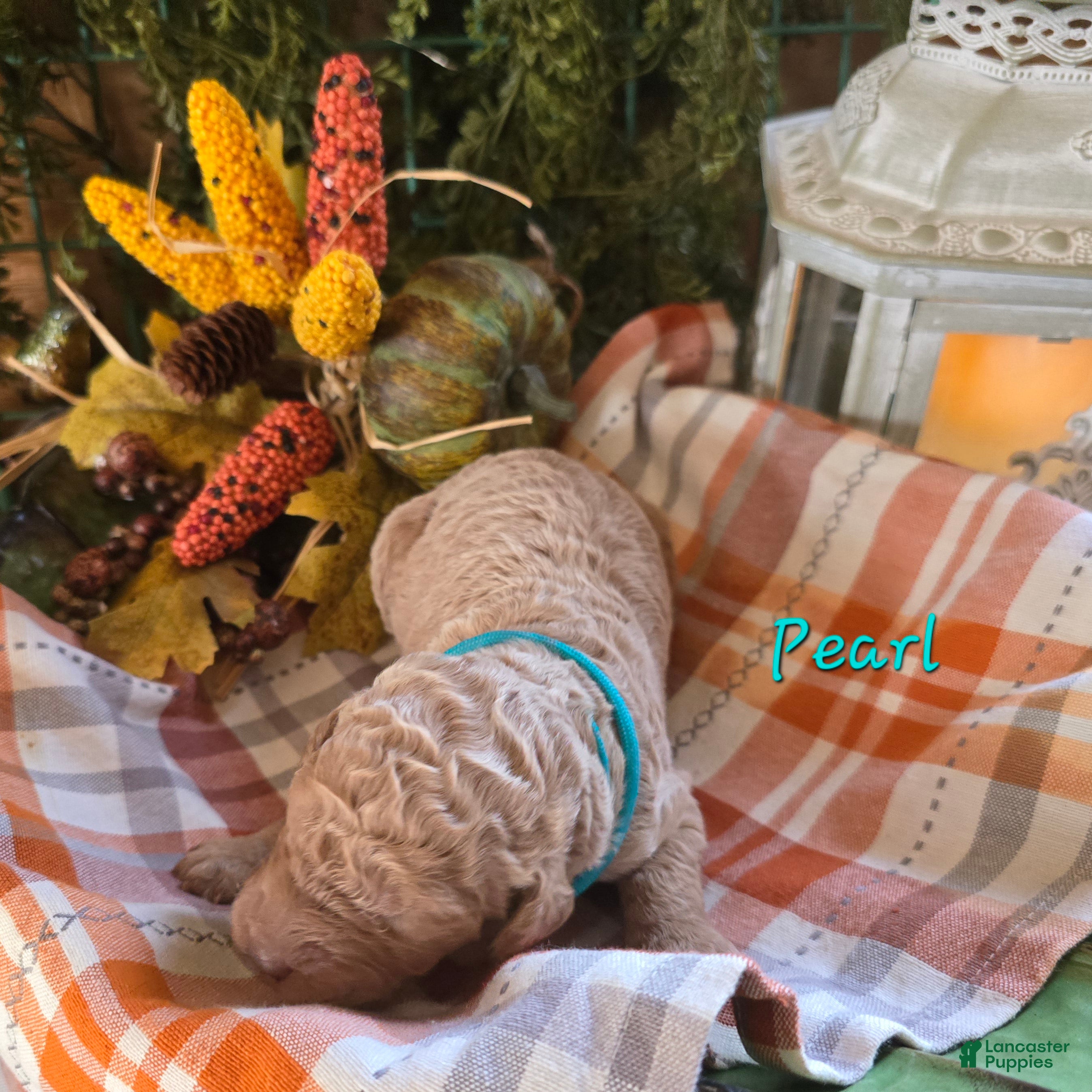 Goldendoodle dogs for sale: Mini Goldendoodle 5 - Ad 37