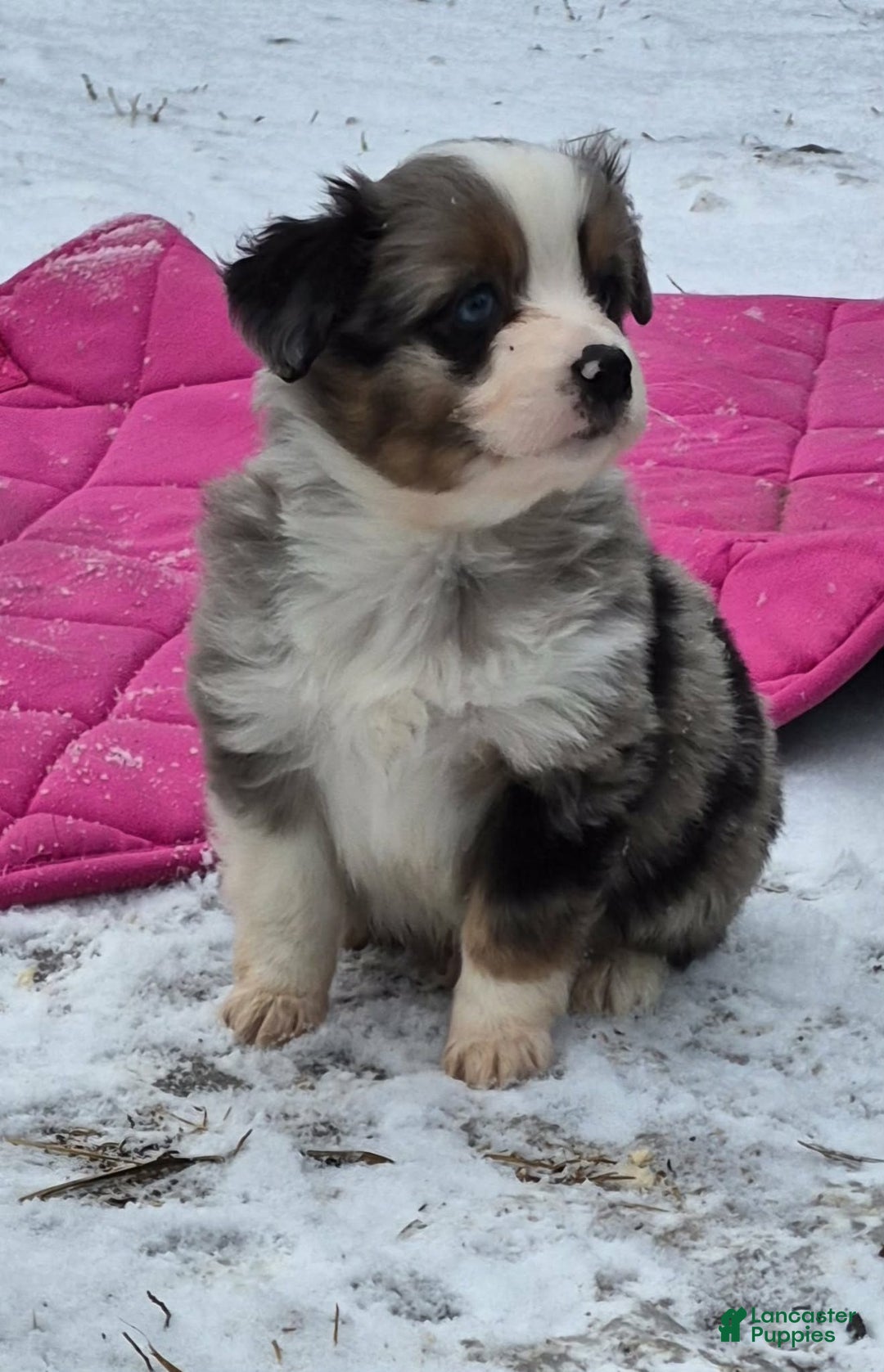 Toy Australian Shepherd dogs for sale: Toy Australian Shepherd Puppy 2 - Ad 6