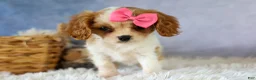 Cavalier King Charles Spaniel dogs for sale:   Nellie🌸 - Ad 5