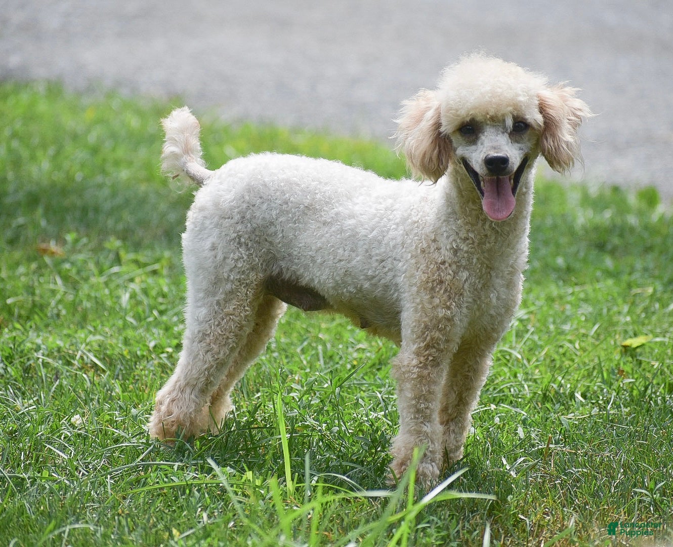Toy Poodle dogs Sunshine - Ad 2