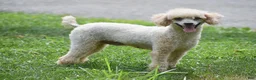 Toy Poodle dogs for sale: Sunshine - Ad 2