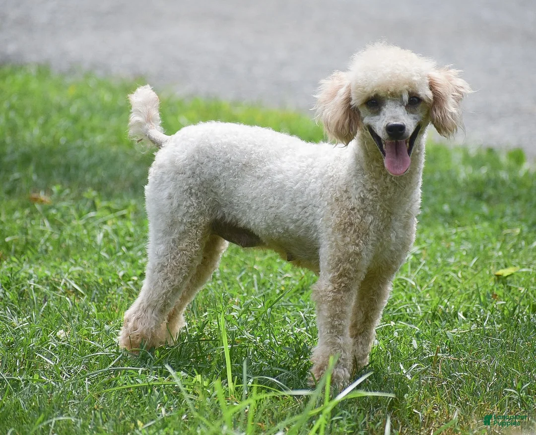Toy Poodle dogs for sale: Sunshine - Ad 2