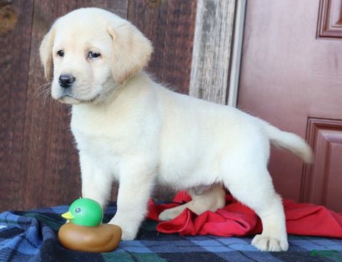Labrador Retriever dogs Jackson - English Champ lines - Ad 2
