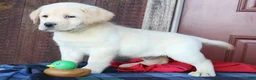 Labrador Retriever dogs for sale: Jackson - English Champ lines - Ad 2