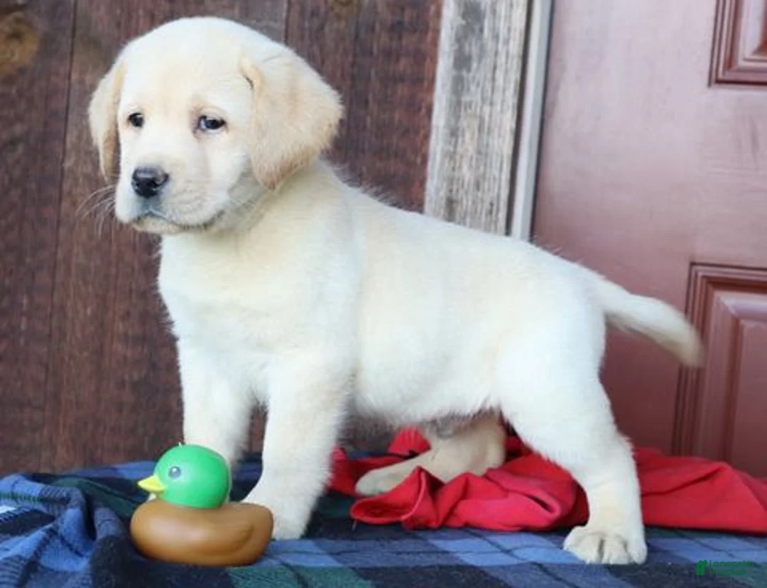 Labrador Retriever dogs for sale: Jackson - English Champ lines - Ad 2