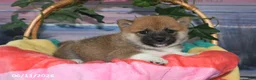 Shiba Inu dogs for sale: Julie - Ad 5