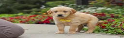 Golden Retriever dogs for sale: Benny - Ad 9