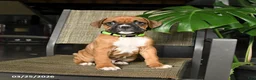 Boxer dogs for sale: Champ  - Ad 1