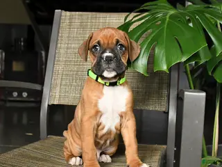Boxer dogs for sale: Champ - Ad 3