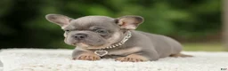French Bulldog dogs for sale: Dallas - Ad 4