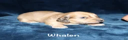Miniature Dachshund dogs for sale: Whalen - Ad 6