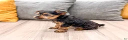 Yorkshire Terrier dogs for sale: Jace - Ad 5