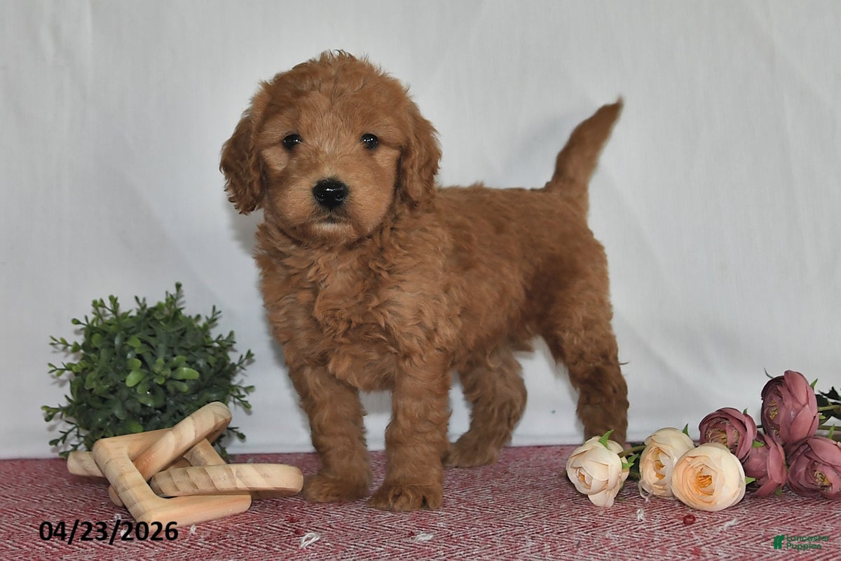 Goldendoodle dogs Nash - Ad 2