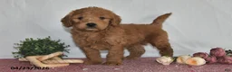Goldendoodle dogs for sale: Nash - Ad 2