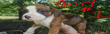 Boxer 5