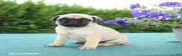 Pug dogs for sale: Jared - Ad 2