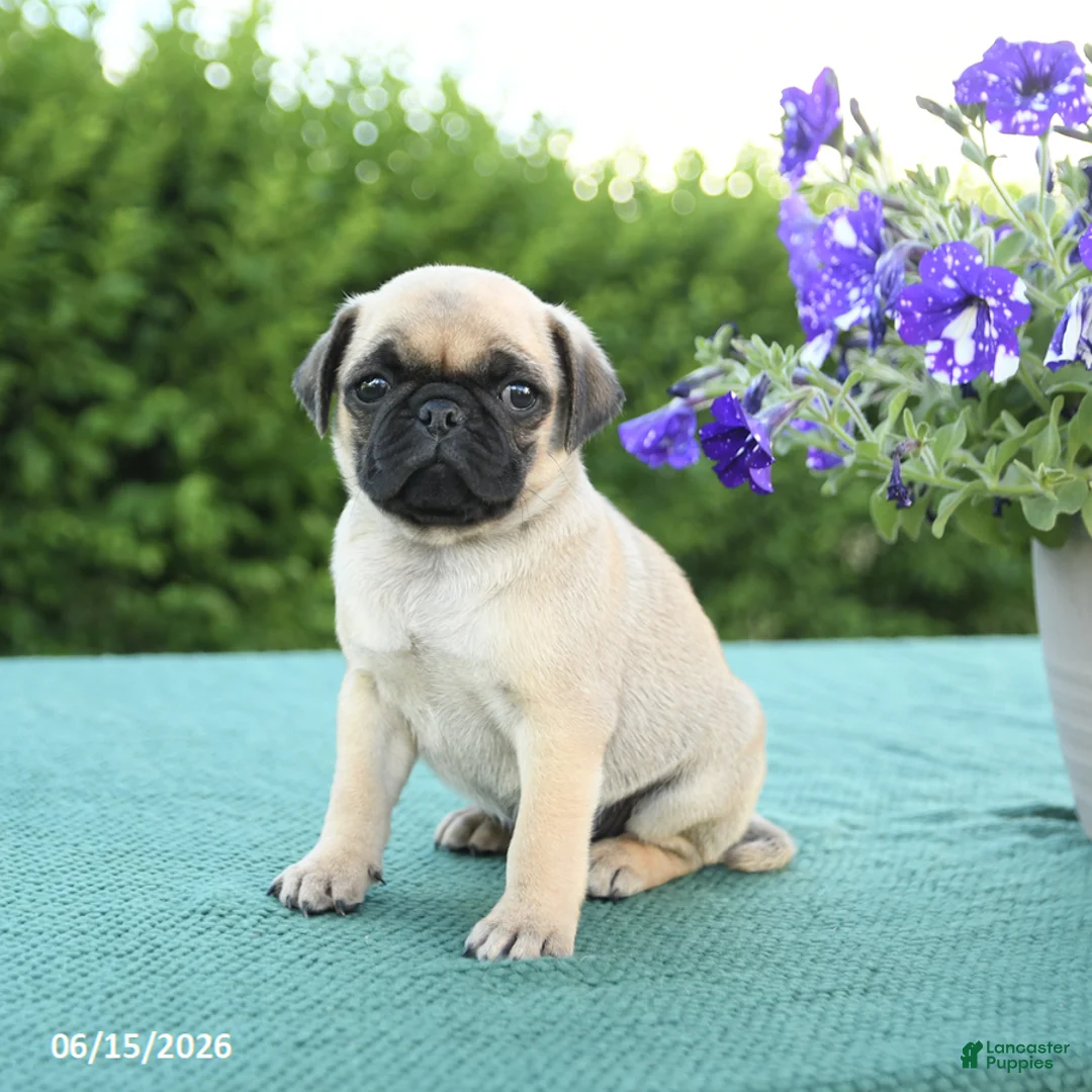 Pug dogs for sale: Jared - Ad 2