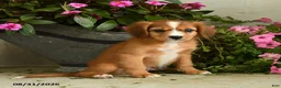 Mixed Breed dogs for sale: Leo - Ad 3