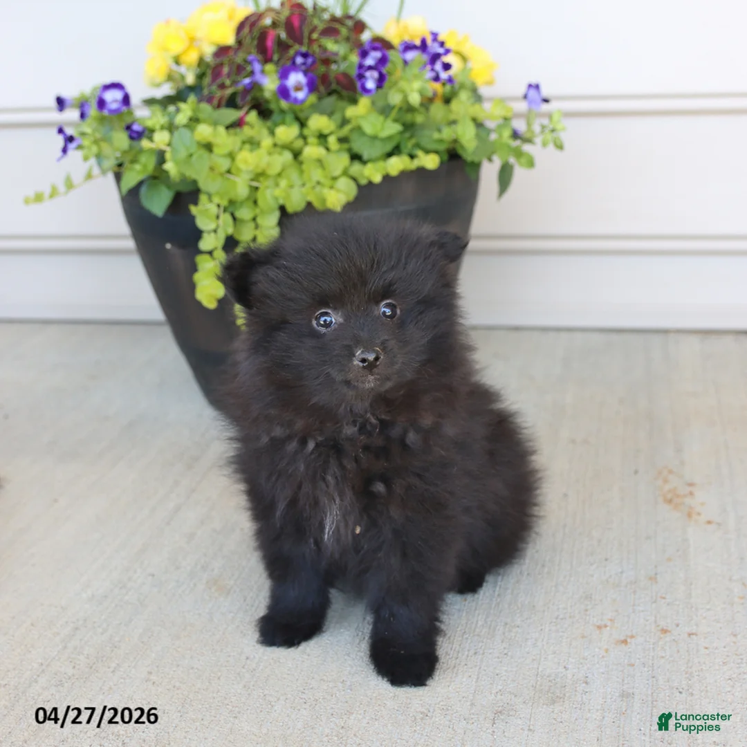Pomeranian dogs for sale: Theo - Ad 1