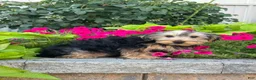 Yorkshire Terrier dogs for sale: York - Ad 5