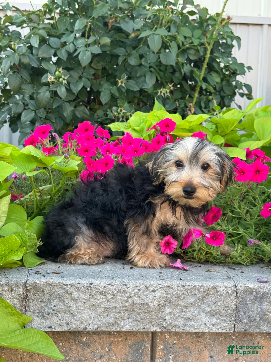 Yorkshire Terrier dogs for sale: York - Ad 5