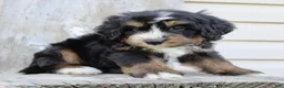 Bernedoodle dogs for sale: Roxie - Ad 4